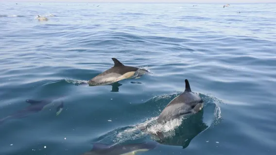 Nazaré: Dolphin Observation