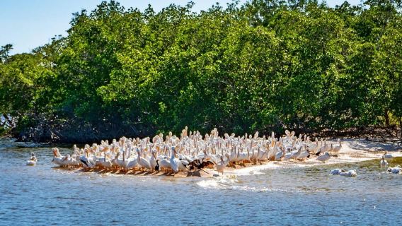 Everglades National Park: Pontoon Boat Tour & Boardwalk