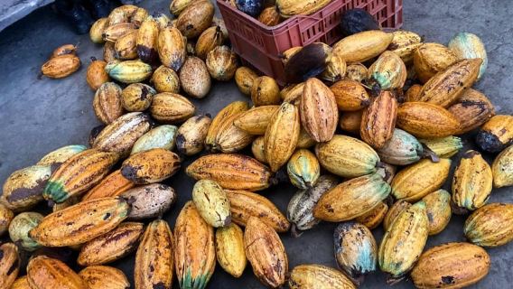 Cacao Experience Tour