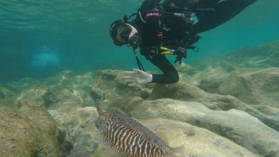 Fuerteventura: First Scuba Experience – Calm 1:1 Dive