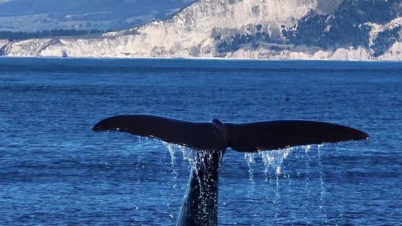 Christchurch round-trip: Kaikoura whale watching + boat ticket | Kaikoura fur seal colony with door-to-door pickup