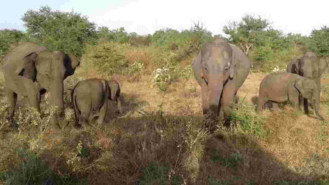 Udawalawe National Park Jeep Safari & Elephant Transit Home- One Day Trip