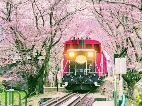 日本京都嵐山+嵐山嵯峨野觀光小火車+嵐山 竹林小徑+天龍寺+三千院一日遊