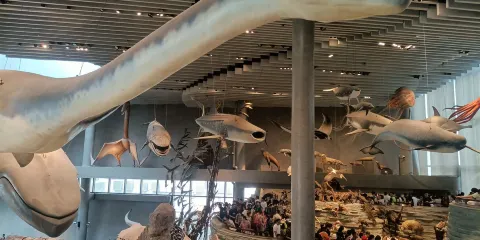 【上海自然博物館半日營】走進自然生命探索之旅(親子/獨立營)