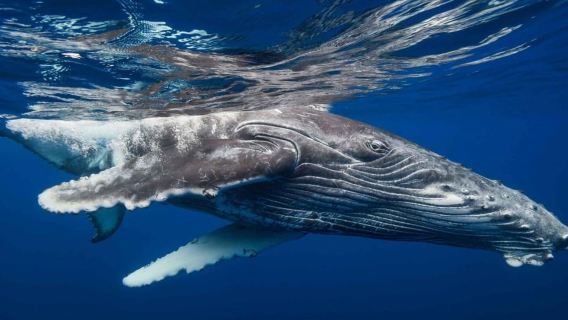 Samana: Catamaran Cruise to Bacardi Island & Whale Watching