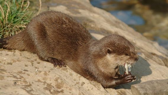 Oberhausen: SEA LIFE Ticket und Tour hinter die Kulissen