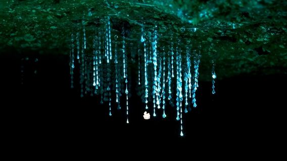 雙11必滿減 黃金海岸春溪/天寶林山國家公園夜遊藍光螢火蟲