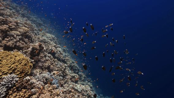 Шарм-эль-Шейх: Белый остров + трансфер + морская прогулка + дайвинг + обед