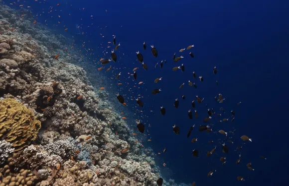 沙姆沙伊赫白島+含接送+出海+潛水+午餐】