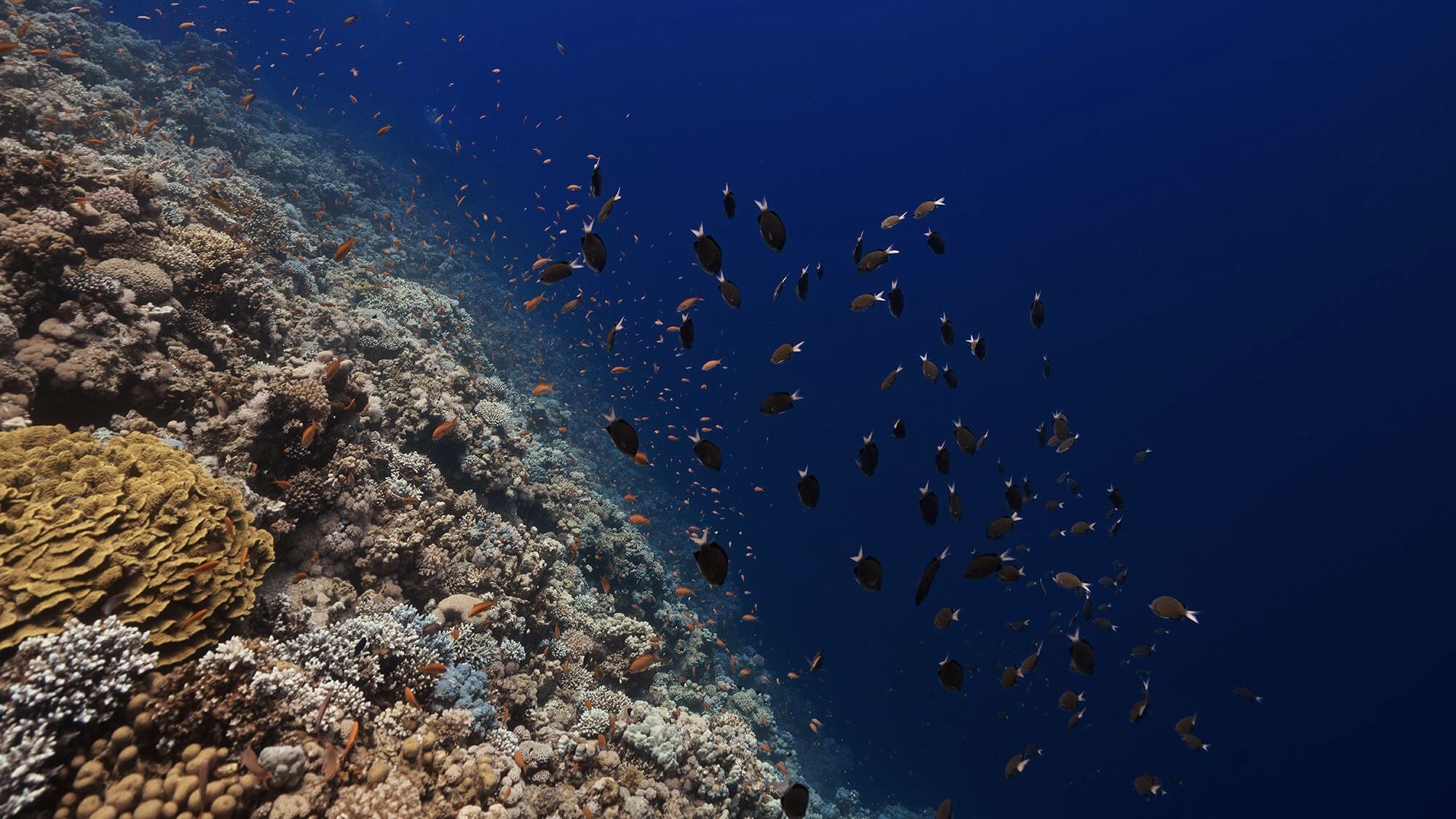 Sharm El Sheikh White Island + transfers + boat trip + diving + lunch