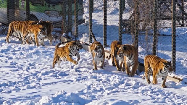 Harbin Siberia Tiger Park + Volga Manor private charter 1-day tour