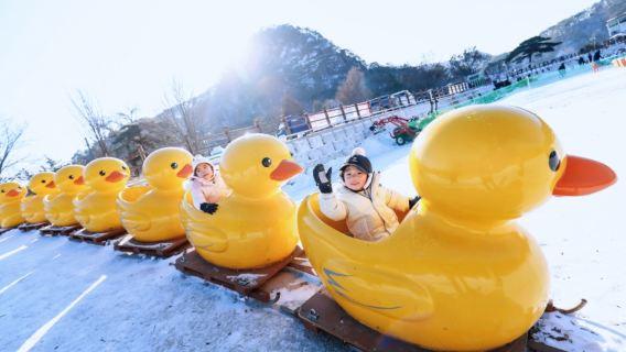 Winter Limited Time Offer | Freshly Picked Strawberries Experience X Pocheon Herb Island Park X Yamai Lake Duck Sledding Day Trip