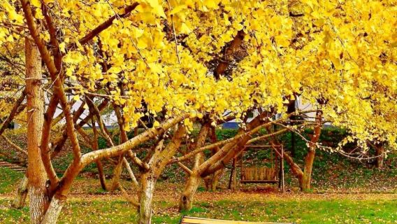 韶關帽子峰＋珠璣古巷一日遊【2 人成行／專車接駁／純玩小團】