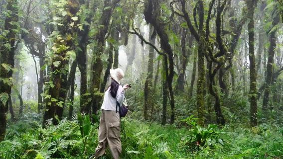 直達毛毛球原始森林/侏羅紀騰衝高黎貢山徒步一日遊荒島野廚房