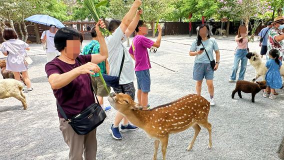 1-day tour from Yilan to Lanyang Museum + Animal Farm + Luodong Night Market (Private Van)
