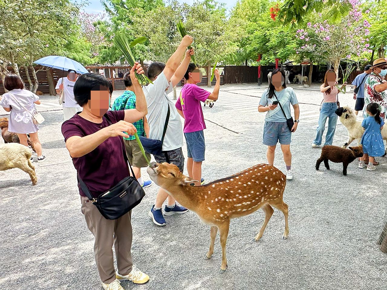 宜蘭出發蘭陽博物館＋動物農場＋羅東觀光夜市一日遊（保姆車）