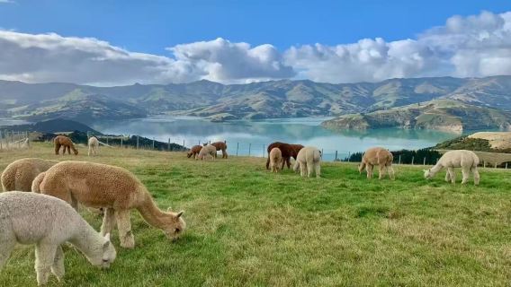 Christchurch to Akaroa Dolphin Watching Tour + Gem Alpaca Farm Private Charter Day Trip