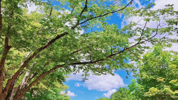 韓國首爾南怡島+小法國村+小義大利村+江村鐵路主題公園一日遊
