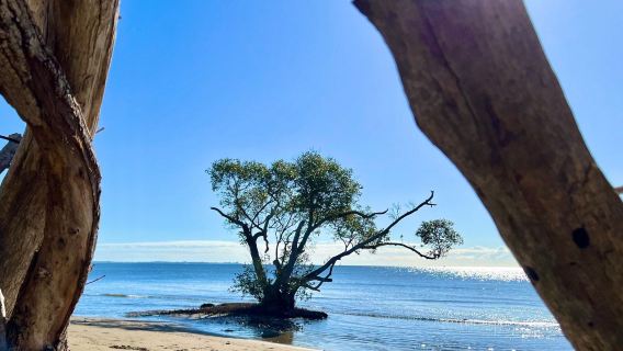 Australia Brisbane | Lawatan sehari ke Akuarium + Sunshine Coast + Bandar Montville + Taman Botani