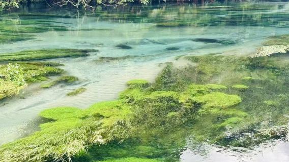 奧克蘭包車一日遊：藍泉漫步觀賞~~地熱公園暢遊