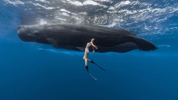 Mauritius Blaue Bucht + Unterwasserwasserfall + Krokodilpark + Île aux Cerfs + Naturbrücke [Romantische Tour]