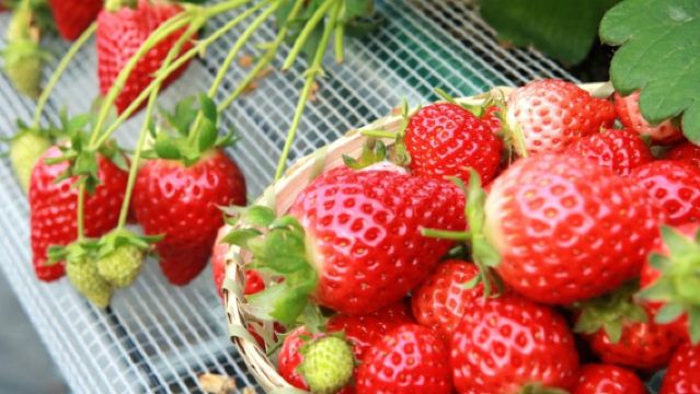 Osaka or Kyoto Departure Shiga 1-Day Tour: Strawberry Picking All-You-Can-Eat, Outlet Shopping, and Omi Hachiman Desserts