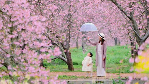 濟州島西南線一日遊丨門票全包丨純玩丨漢拿山國立公園+橘子咖啡+追海豚