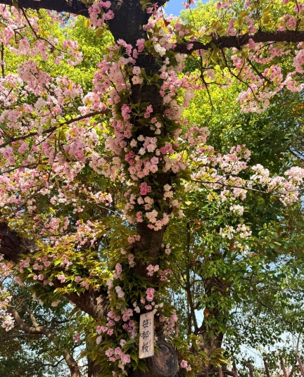 【大阪賞櫻】大阪城公園+櫻之宮+賞櫻遊船+造幣局櫻花