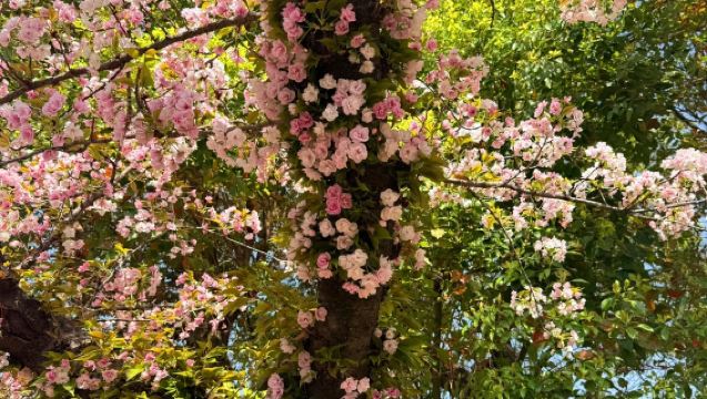 【大阪賞櫻】大阪城公園+櫻之宮+賞櫻遊船+造幣局櫻花