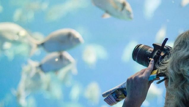 Palma Aquarium: Entry Ticket + Transfer from North