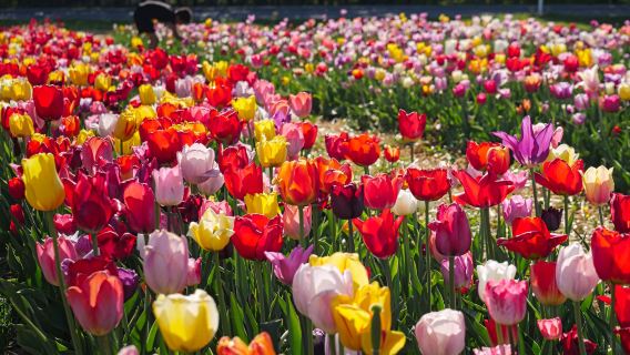 Belanda Amsterdam - Perkhidmatan Khas Menikmati Bunga di Taman Tulip - Taman Keukenhof | Pakej Sewaan Peribadi