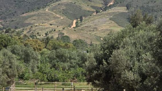 Loulé: Guided Horse Riding in the Hills of salir