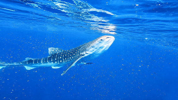 Boracay: Libertad Whale Shark Watching, ATV, and Zipline with Transfer