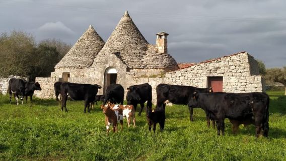 Mozzarella Making Show & Farm Tour in Putignano