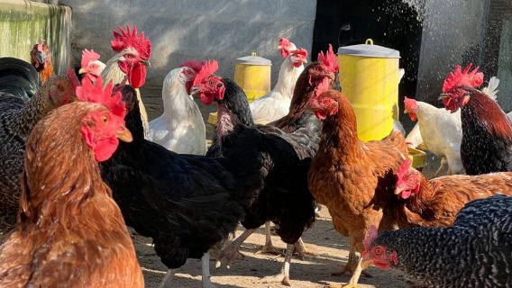 Partinico: Farm's Animals and Aromatic Garden Experience