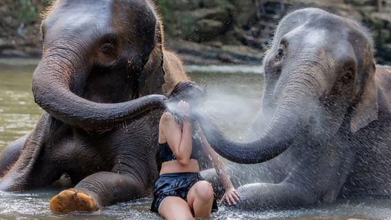 tour di un giorno a Chiang Mai al campo degli elefanti segreto e al campo di protezione degli elefanti