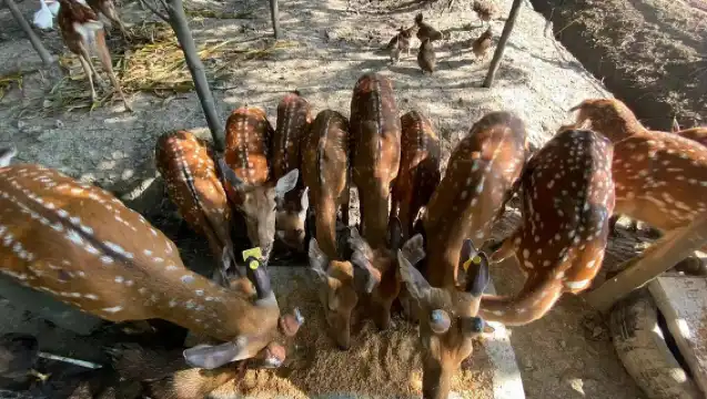 上海飯飯時光農場·不過夜露營【入場票票（大小通用）】