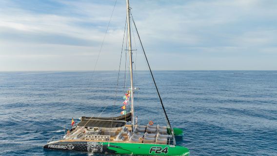 Tenerife: 3-Hour Whale & Dolphin Watching Tour