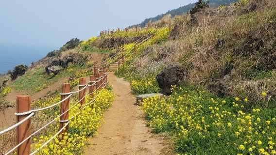 韓國濟州-經典景點/精品包車&拼團日遊之旅&中文/英文/地陪/導遊/導覽服務