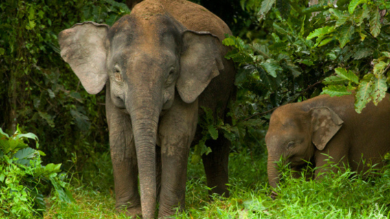 Combo Elephant Sanctuary & Fireflies Tour from Kuala Lumpur (Shared)