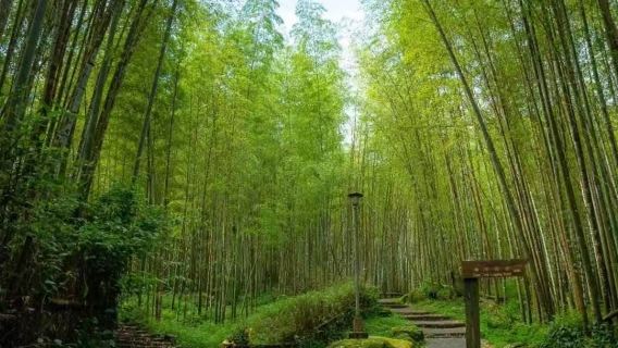 Taiwan bus tour(Taiwan Tourism Bureau-led) ~ Xitou + Monster Village (shared transportation, 2 people required)