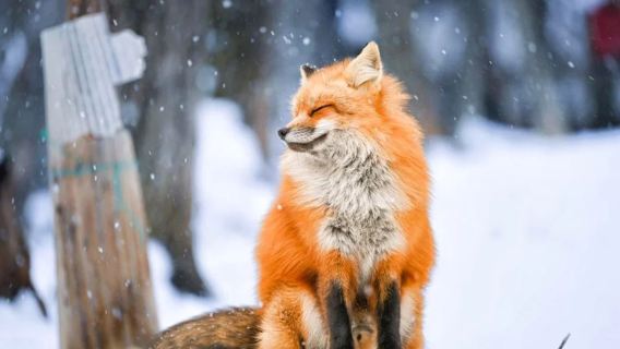 Zaō Fox Village & Ginzan Onsen 1-day tour - Step into the fairy tale world of Miyazaki