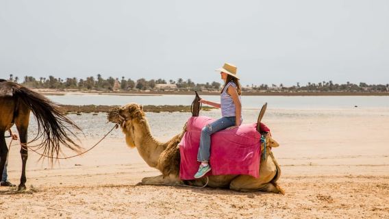 Djerba: Guided Camel Ride with Blue Lagoon Visit