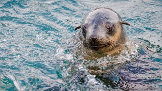 Dari Melbourne: Tur Ekspres Parade Penguin Pulau Phillip