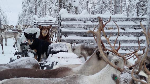Rovaniemi: Private reindeer farm visit & culture experience
