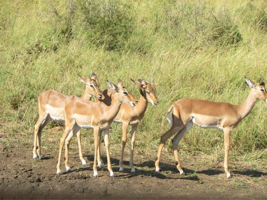 Richards Bay to Hluhluwe-Imfolozi Park Safari Full Day Tour