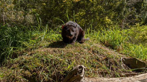 Hobart: Port Arthur, Richmond & Tassie Devil - Active Tour