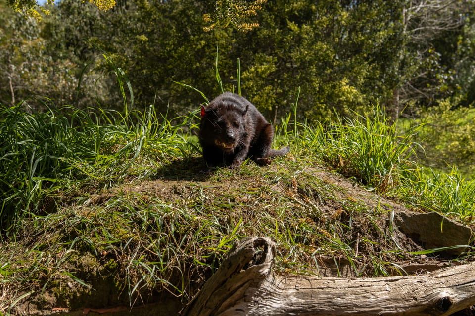 Hobart: Port Arthur, Richmond & Tassie Devil - Active Tour