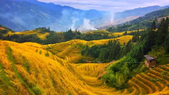 【8人小團｜私人導覽】桂林龍脊梯田-金坑梯田+黃洛紅瑤寨一日遊