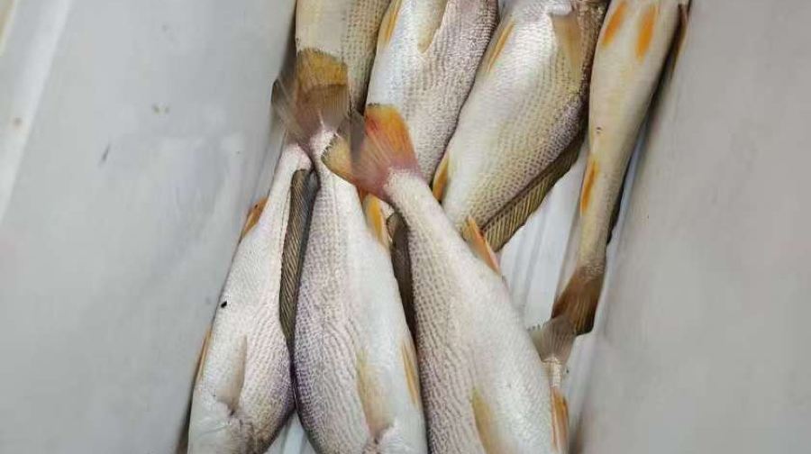 【廣東珠海海釣】實惠散拼/獨立包船 專業海釣艇 魚餌漁具 專業船長教學 讓零基礎都可以上手！